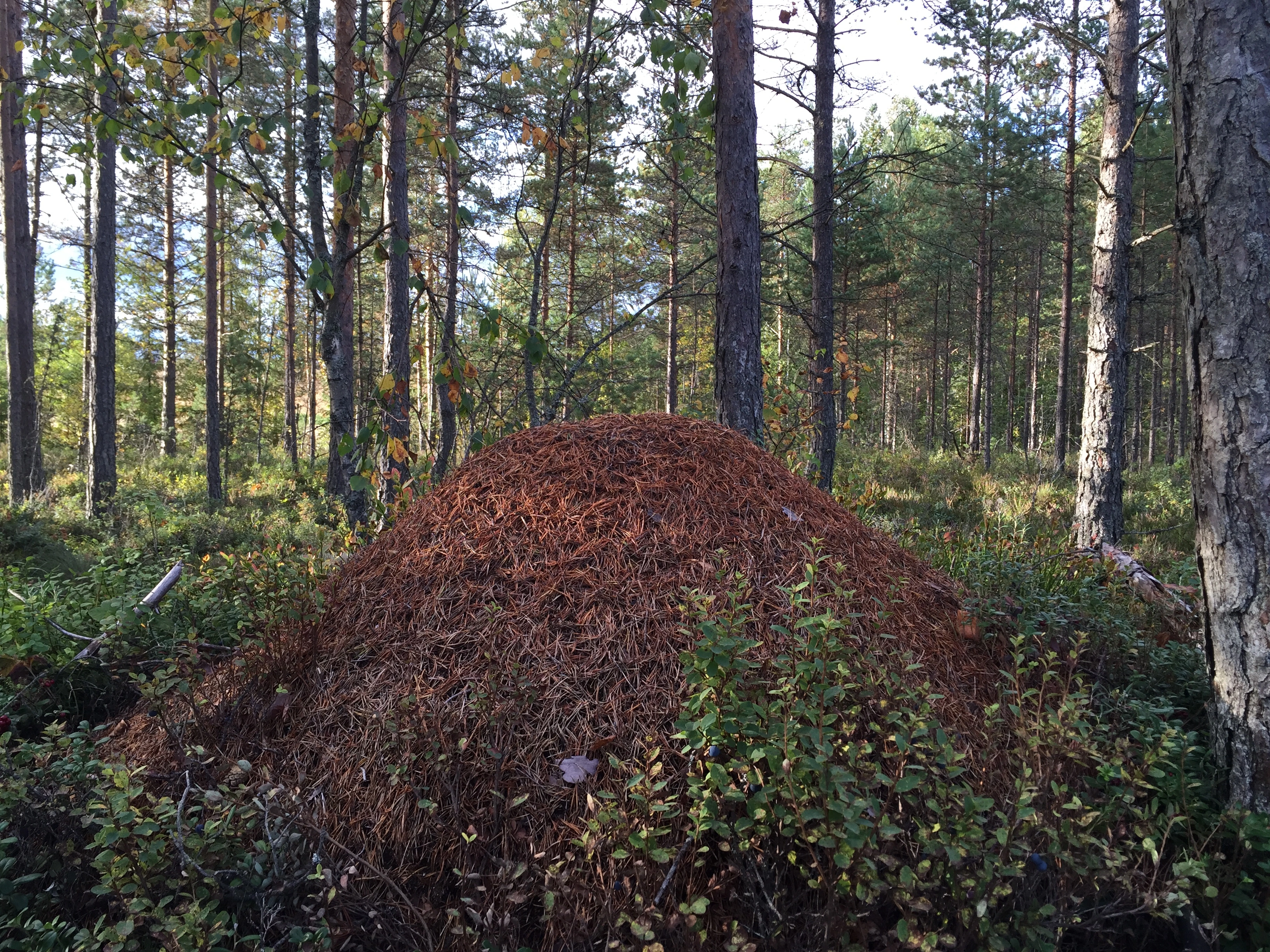 Nordlig skogmaur.