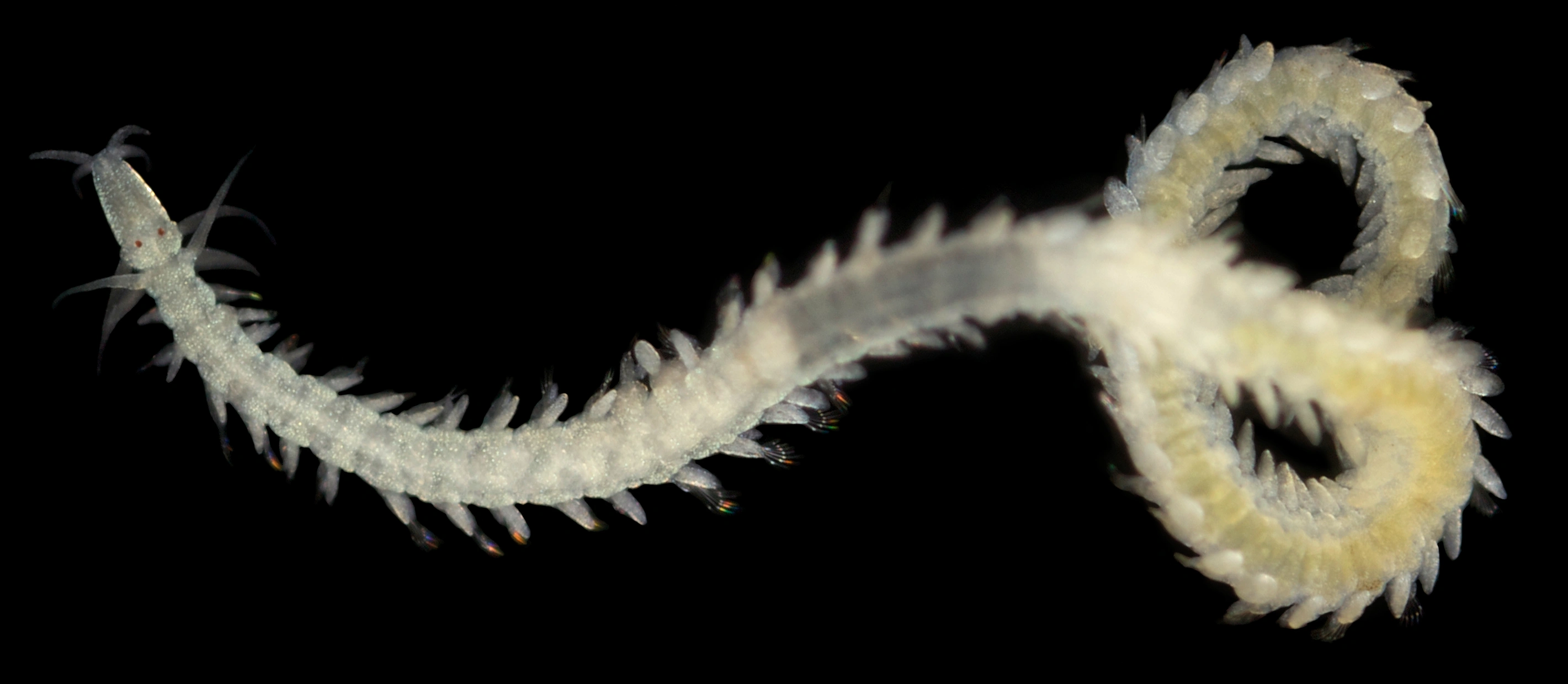 Flerbørstemarker: Pseudomystides limbata.