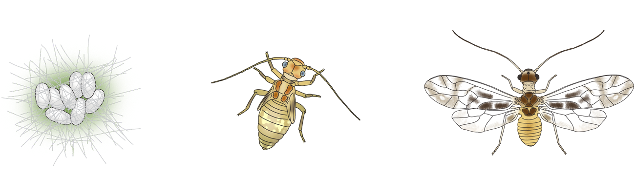 Støvlus: Graphopsocus cruciatus.