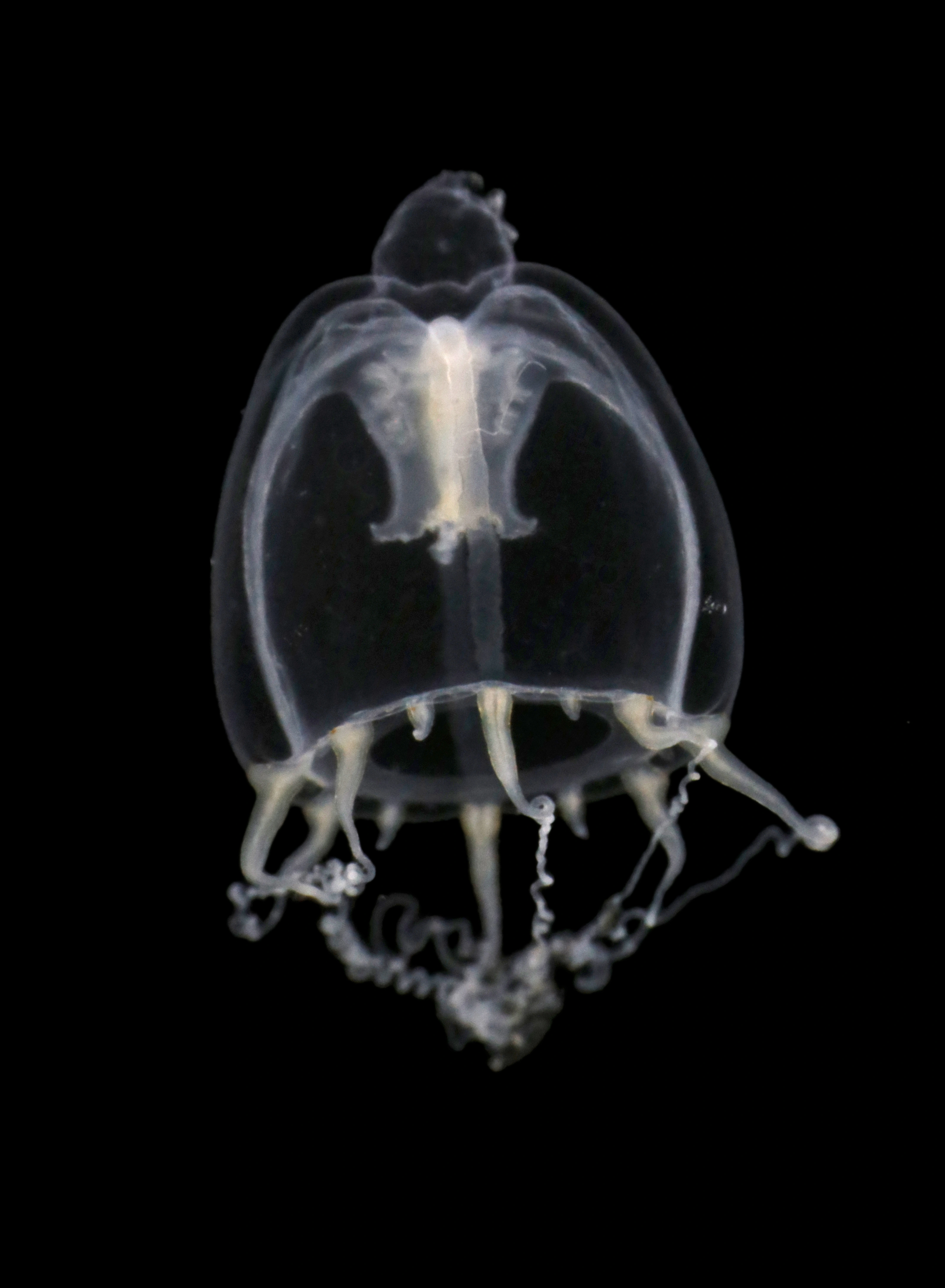 Hydrozoer: Leuckartiara.