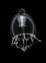 Hydrozoer: Leuckartiara.