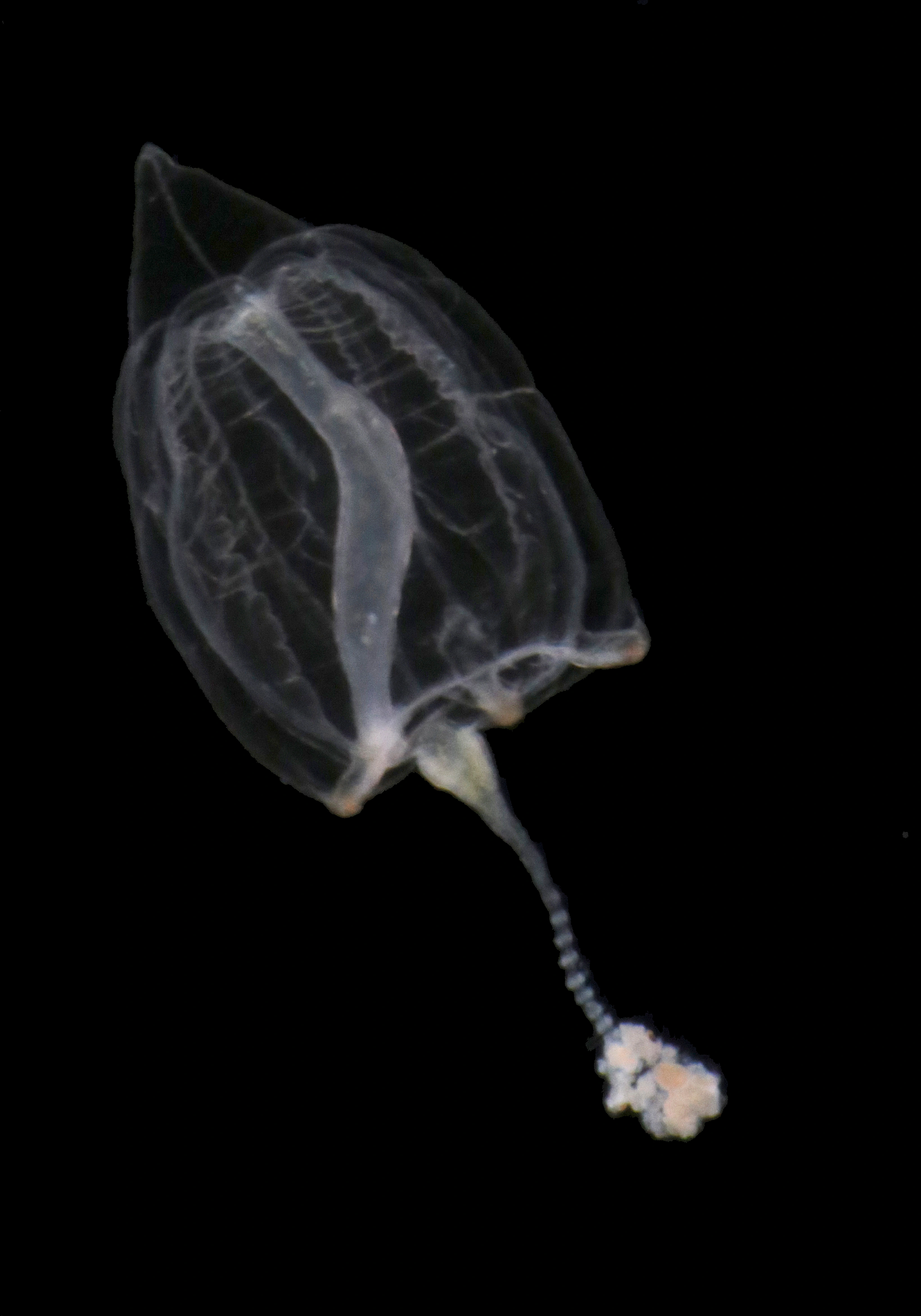 Hydrozoer: Corymorpha nutans.