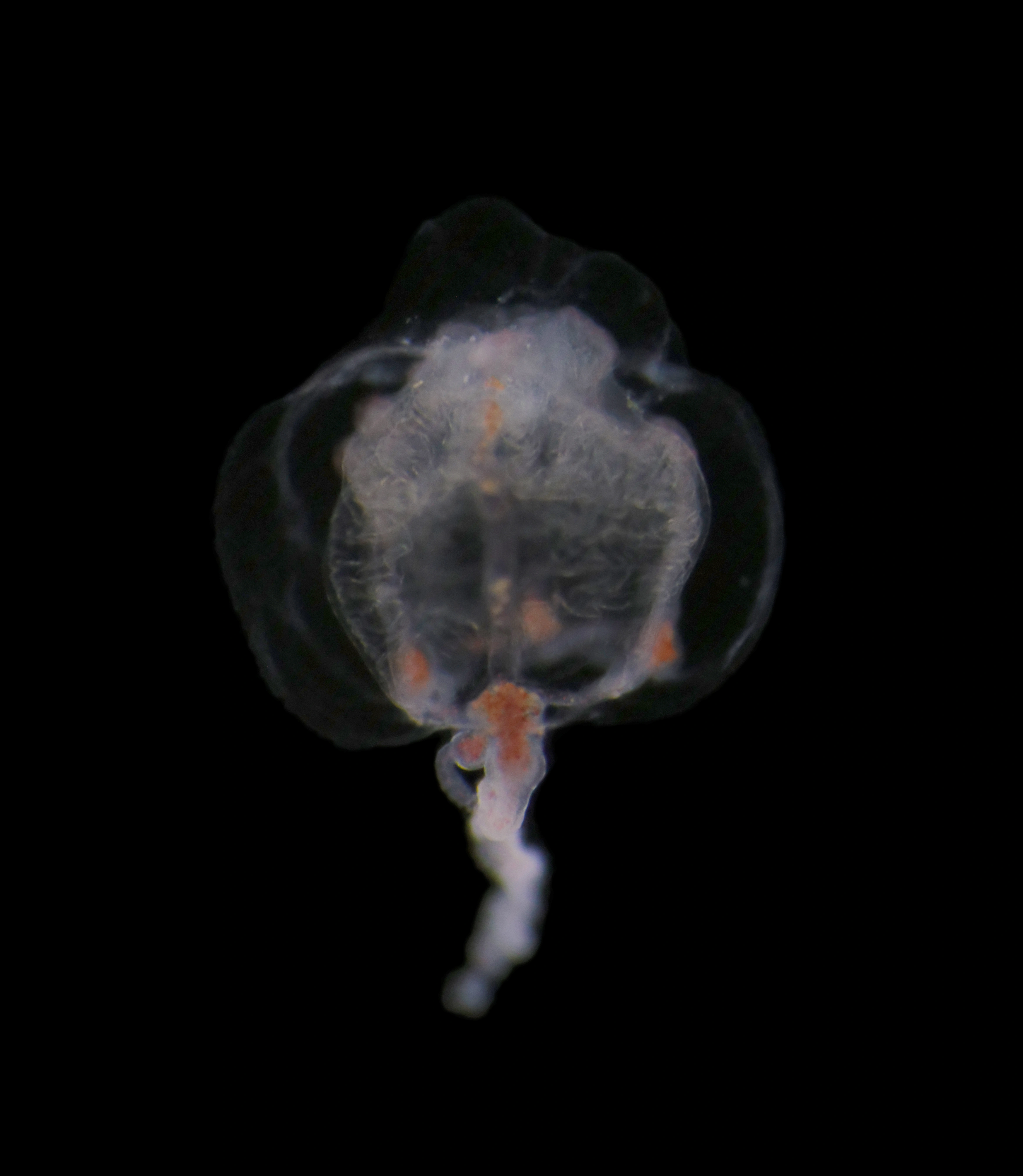 Hydrozoer: Hybocodon prolifer.