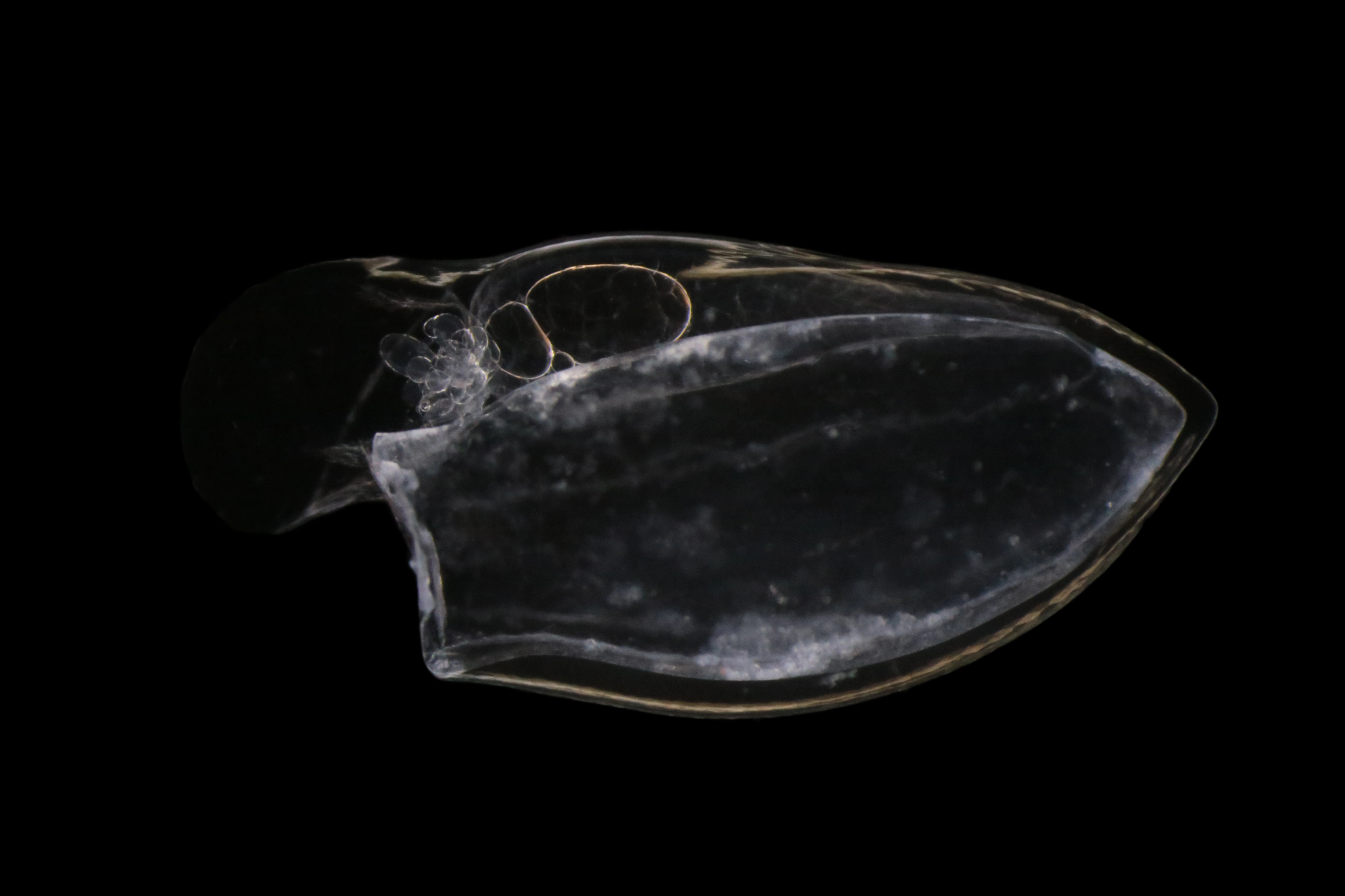 Hydrozoer: Dimophyes arctica.