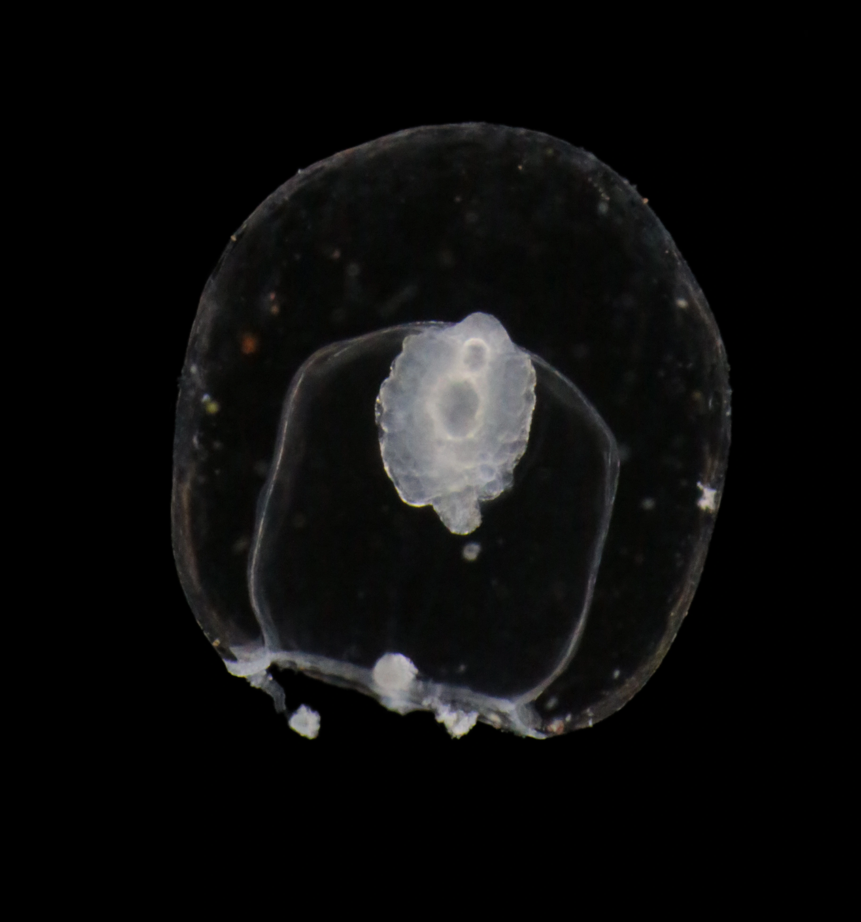 Hydrozoer: Plotocnide borealis.