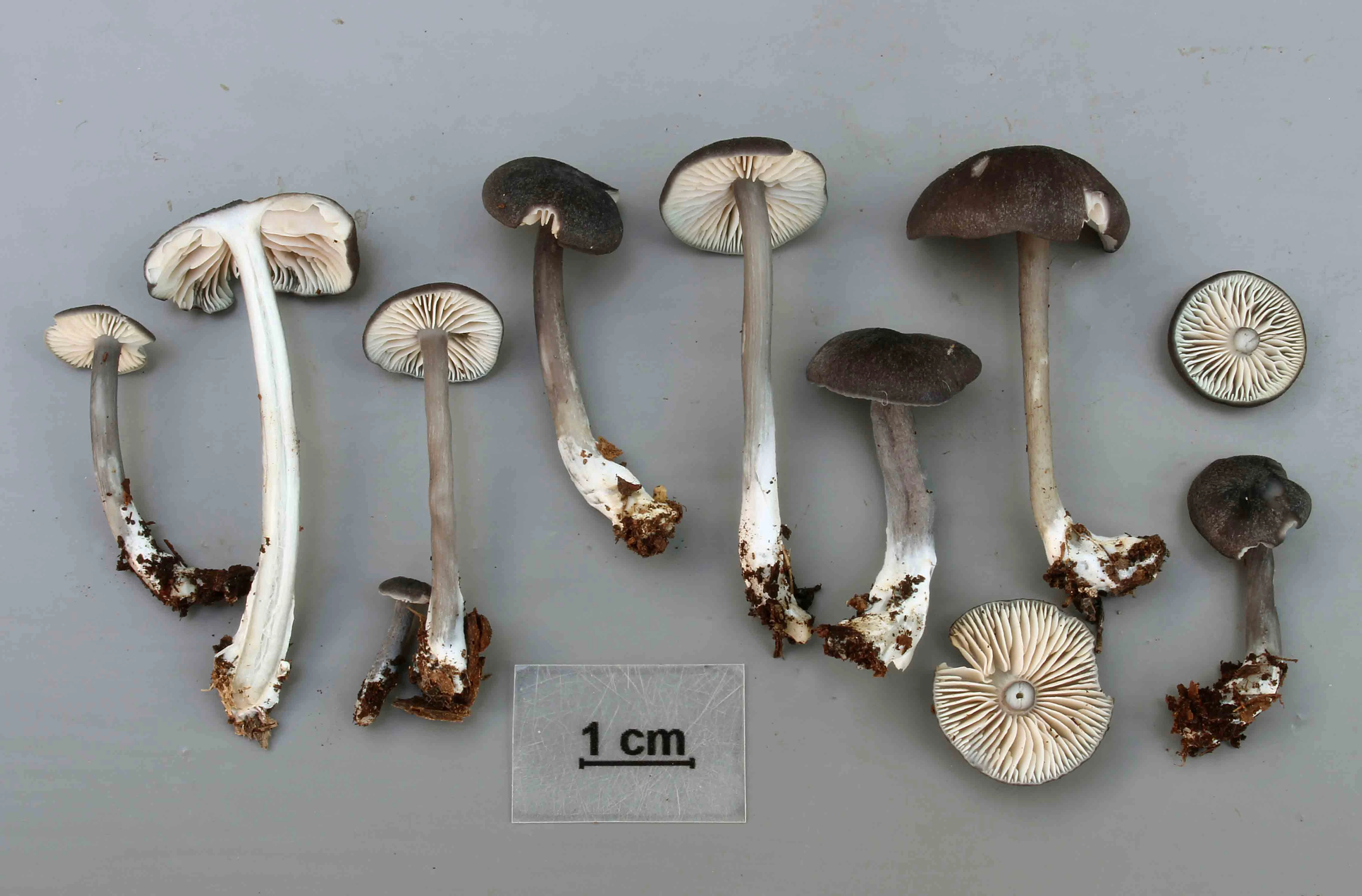 Stilksporesopper: Entoloma corvinum.