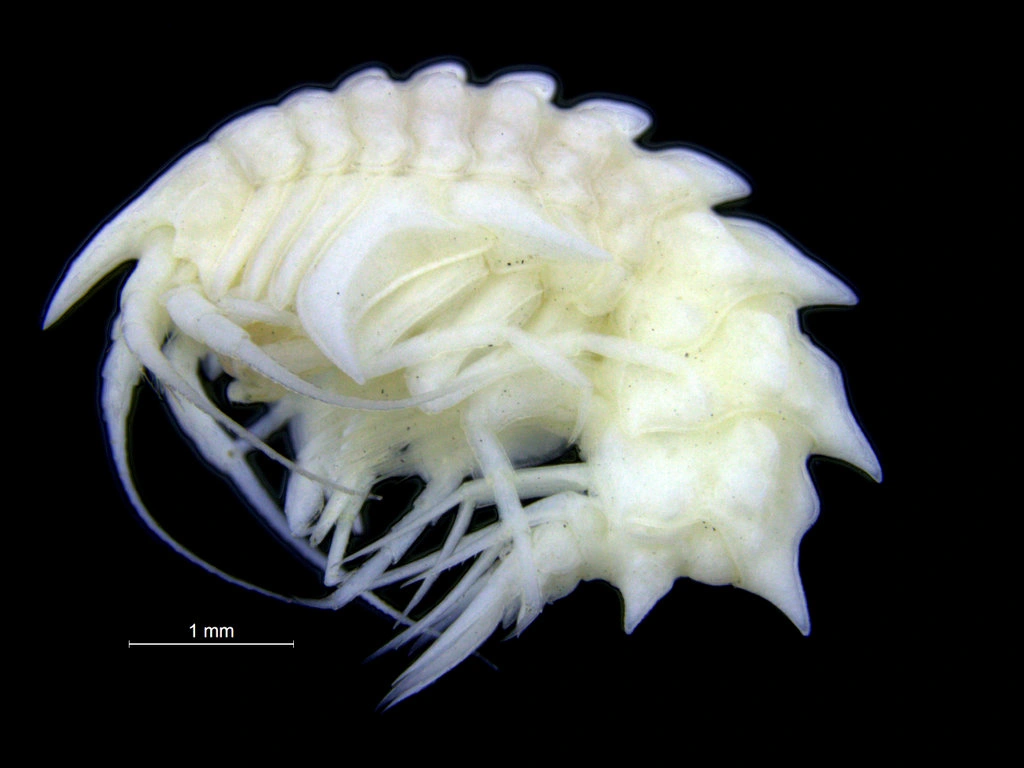 Storkrepser: Epimeria (Epimeria) cornigera.