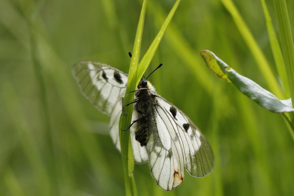 Mnemosynesommerfugl.