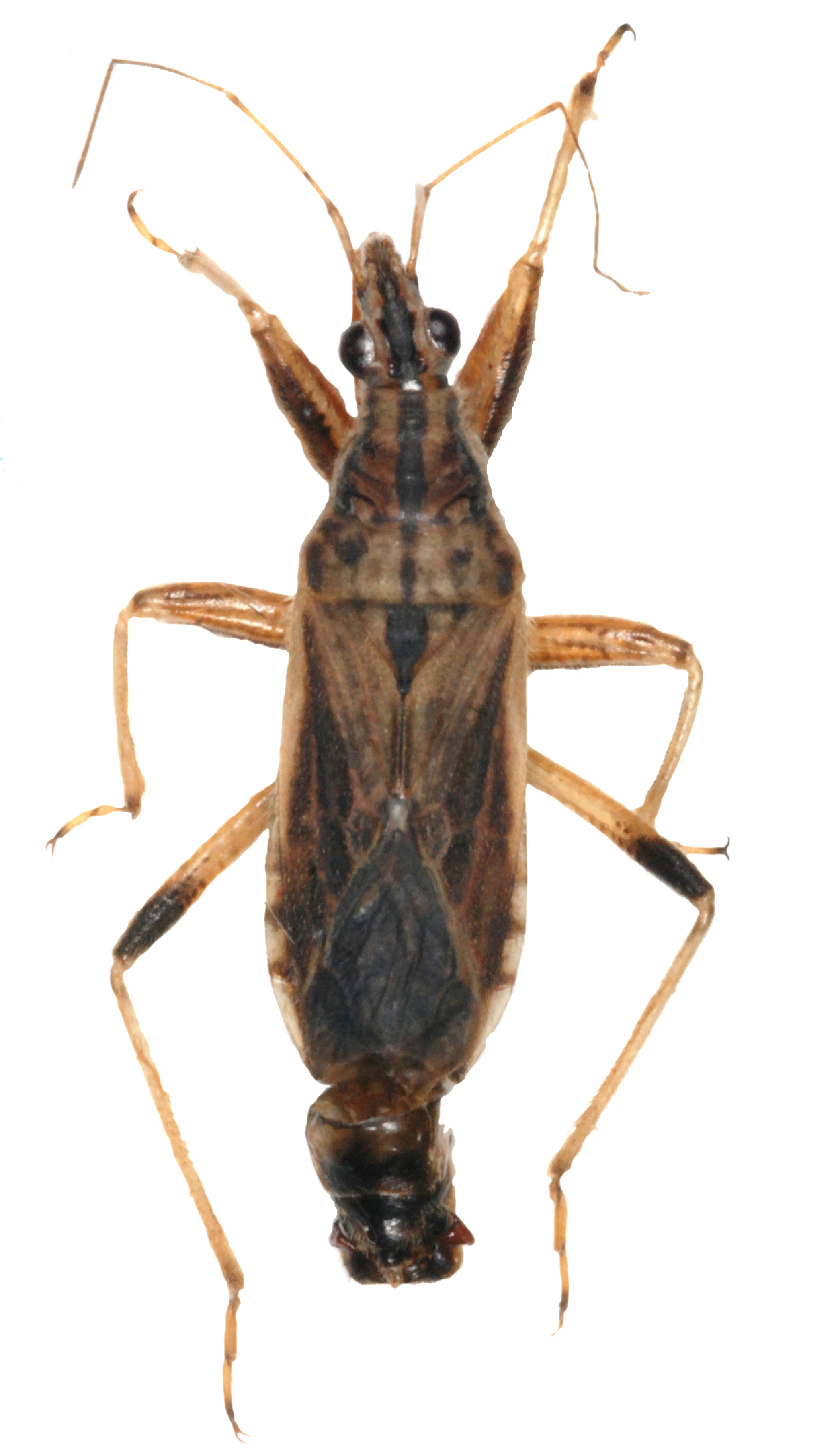 Teger: Himacerus (Anaptus) major.