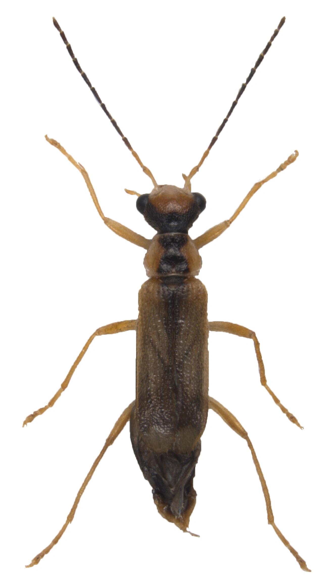 Biller: Malthinus seriepunctatus.