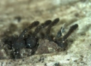 Ekte sekksporesopper: Barbatosphaeria barbirostris.