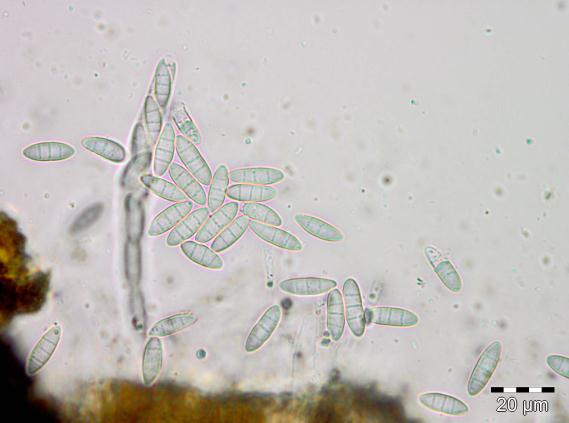 Stubbehornordenen: Discostroma fuscellum.