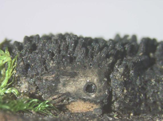 Ekte sekksporesopper: Eutypella cerviculata.