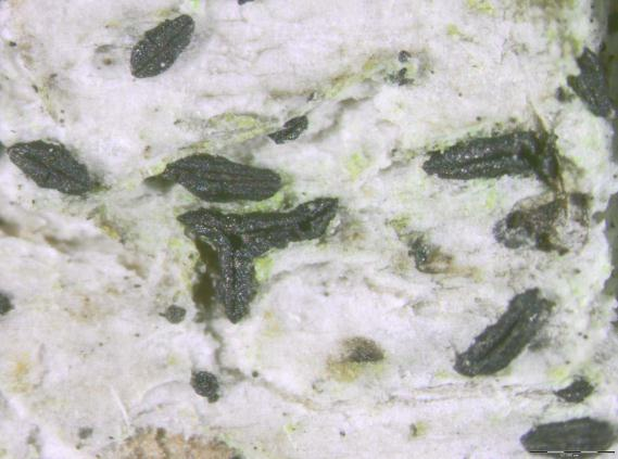 Leppesprekksopper: Gloniopsis praelonga.