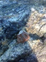 Fåbørstemarker: Enchytraeus albidus.