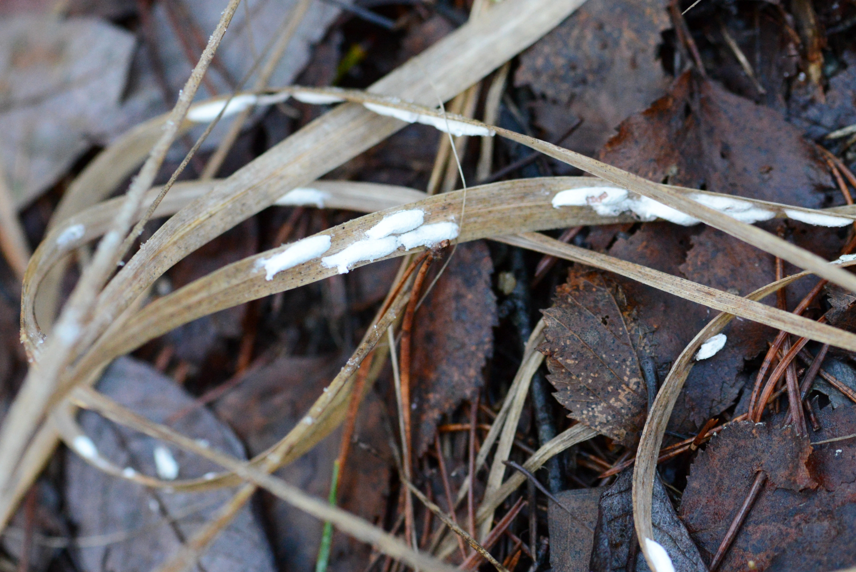 Skjoldlus: Eriopeltis lichtensteini.