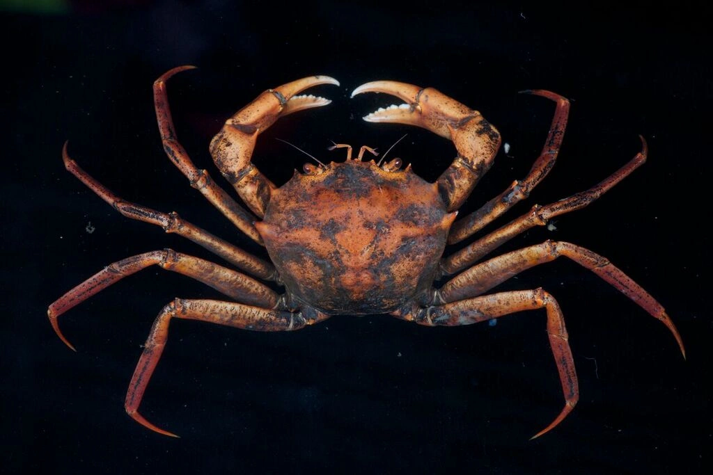 Krabber: Geryon trispinosus.