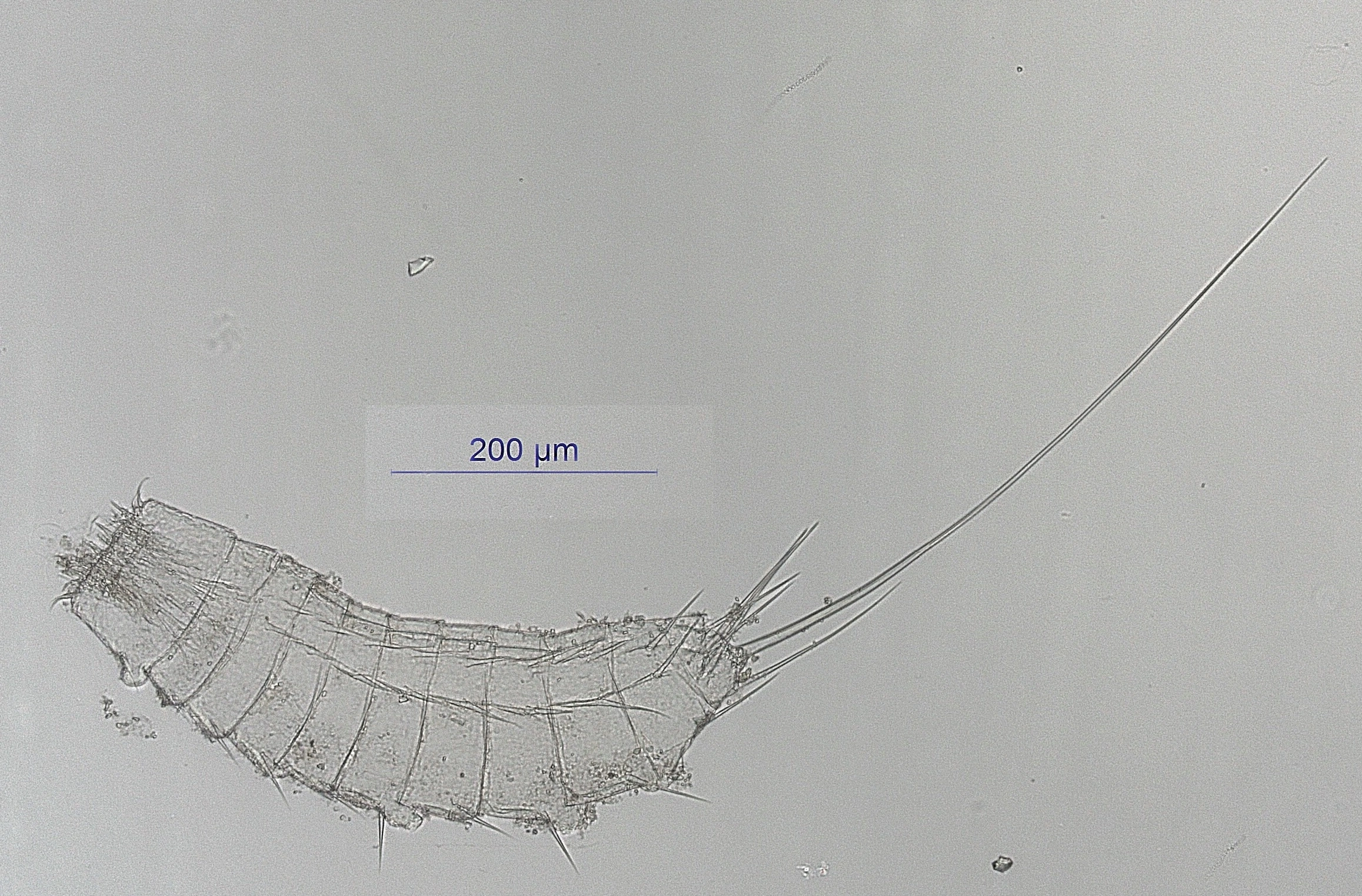 Cephalorhyncher: Semnoderes.