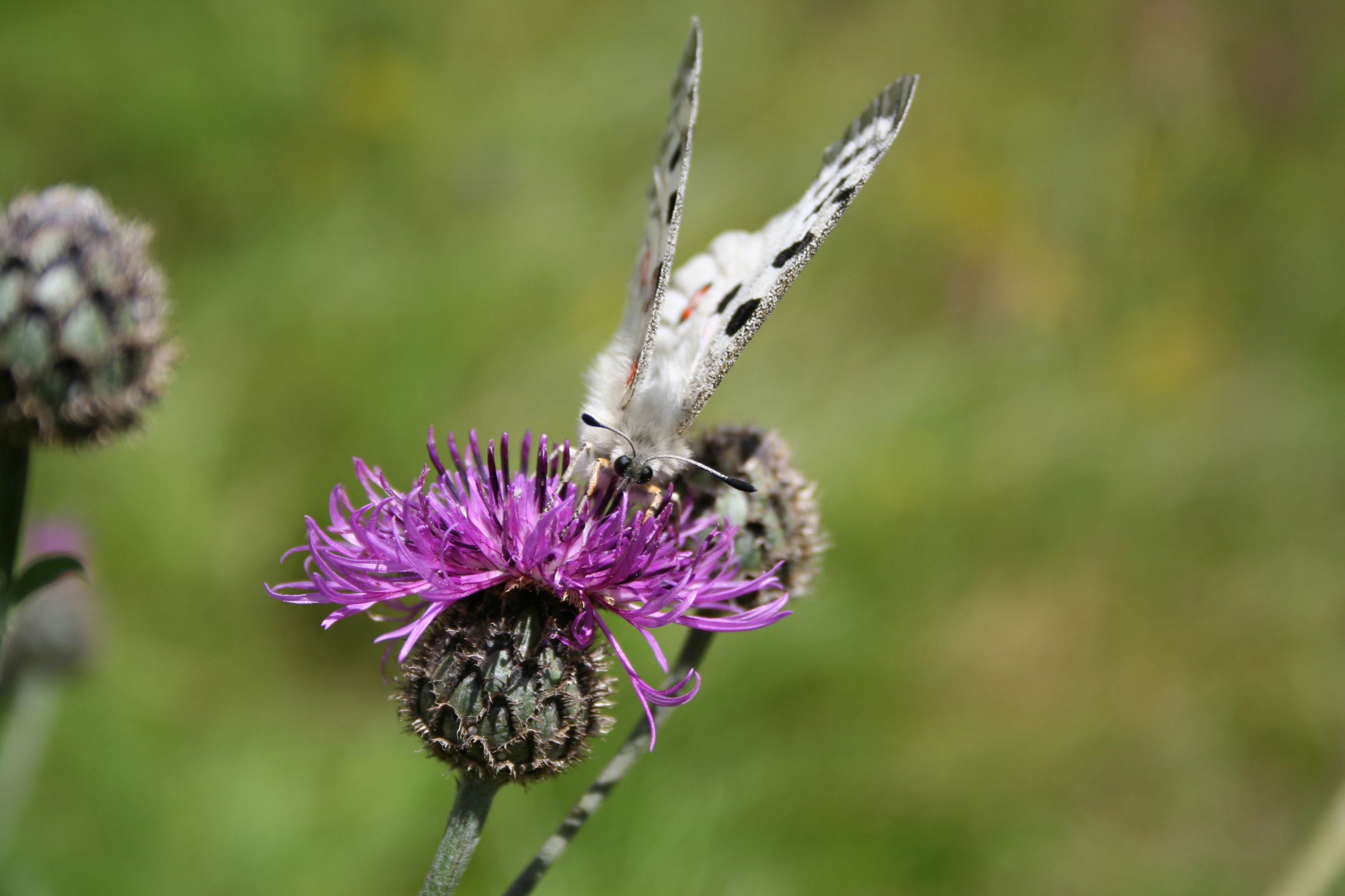 Apollosommerfugl.