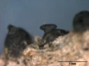 Ekte sekksporesopper: Navicella pileata.