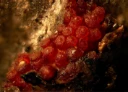 Ekte sekksporesopper: Stylonectria norvegica.
