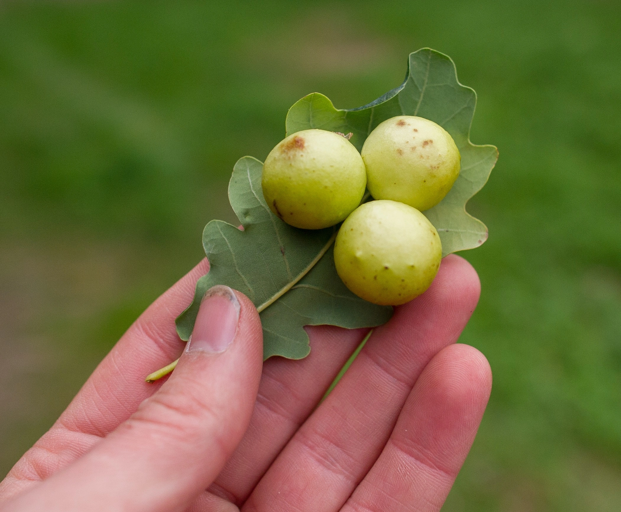 Vepser: Cynips quercusfolii.