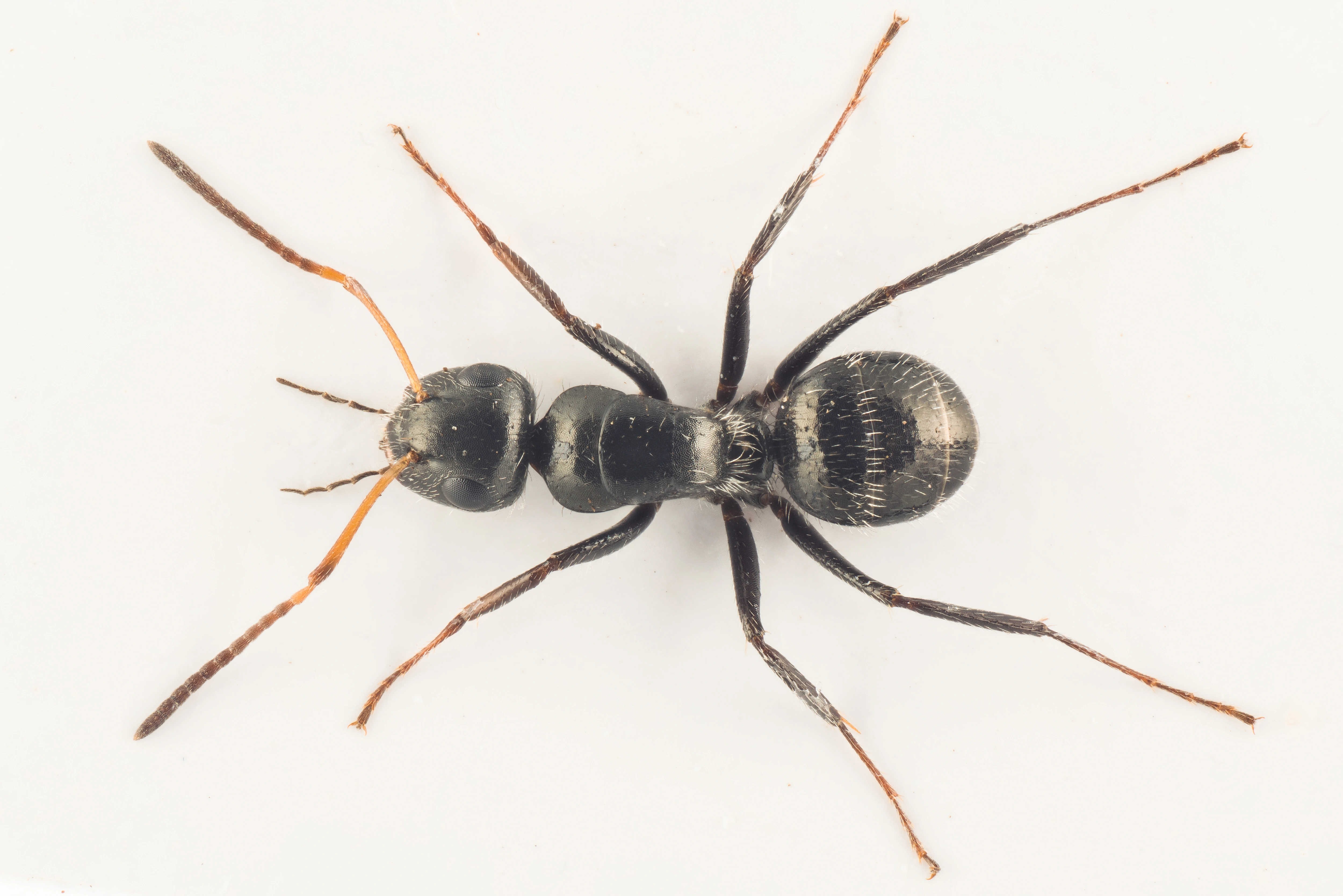 Stokkmaur: Camponotus brevis.