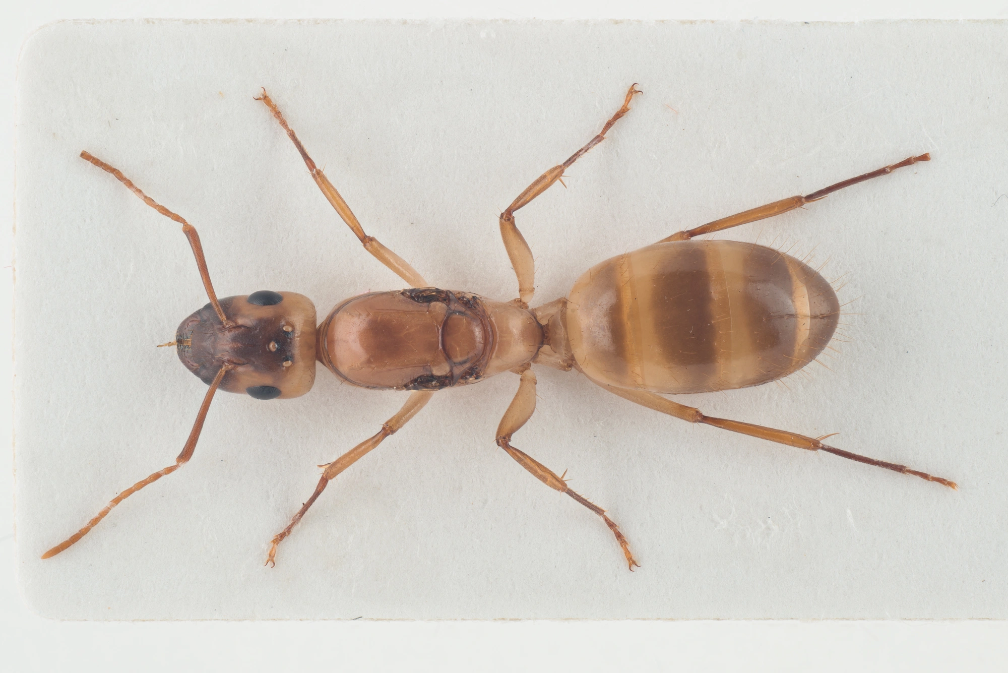 Stilkvepser: Camponotus ustus.