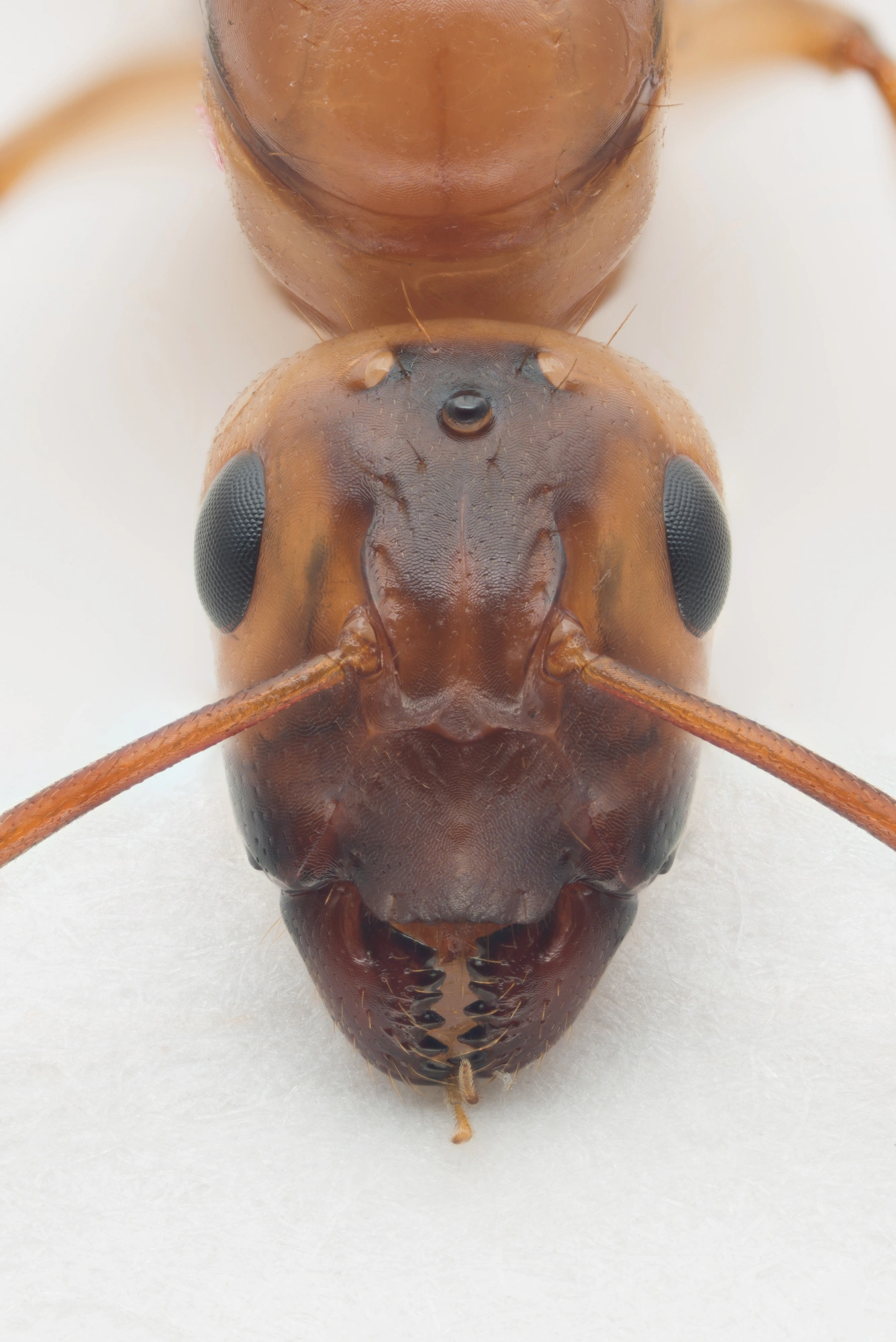 Stilkvepser: Camponotus ustus.