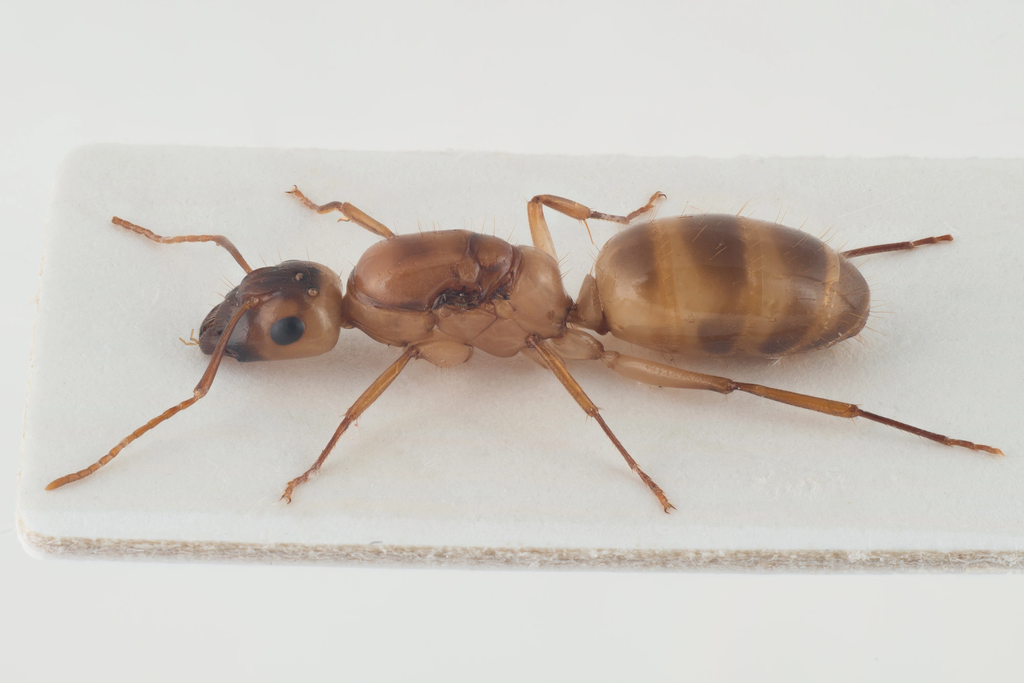 Stilkvepser: Camponotus ustus.