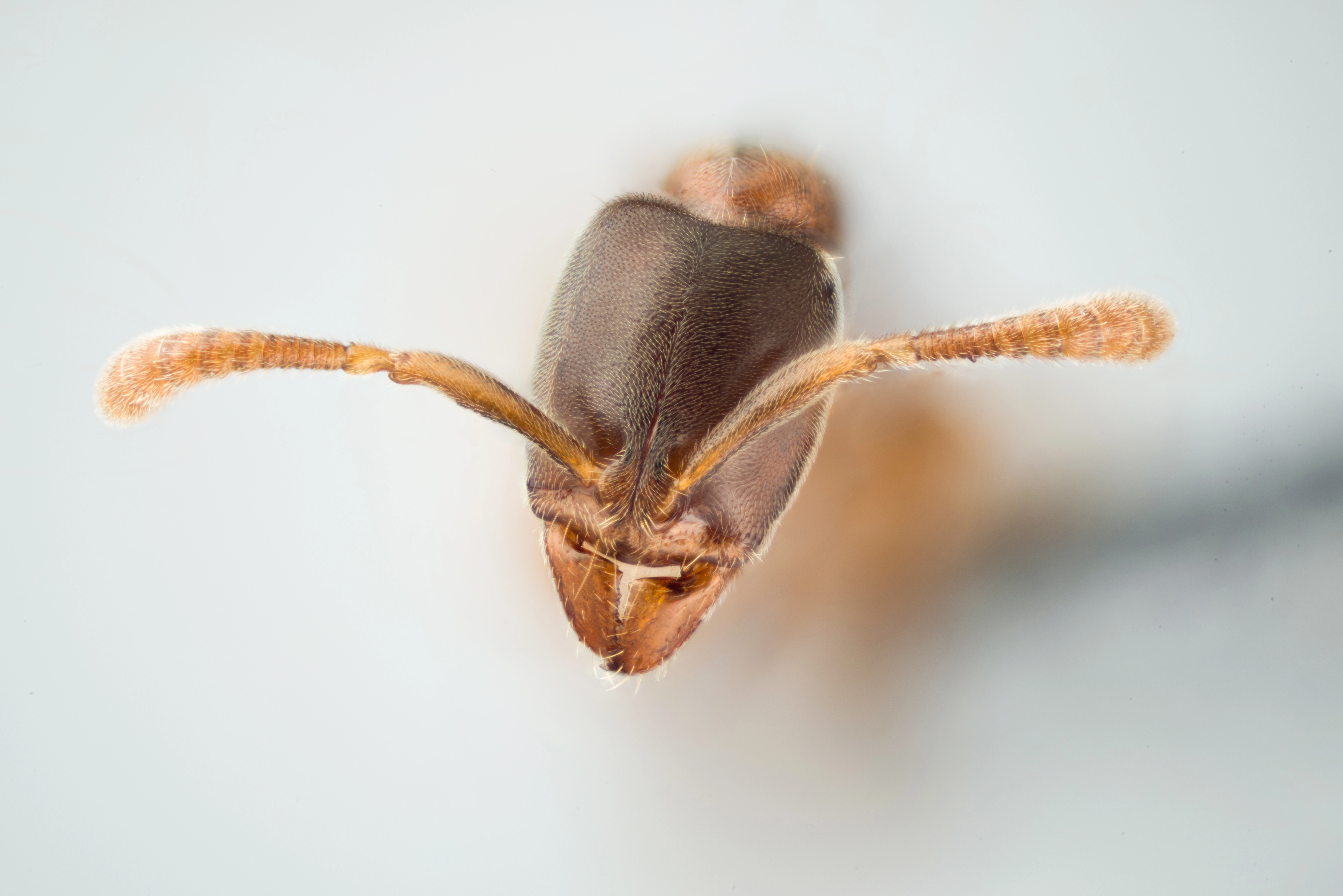 Stikkemaur: Hypoponera ergatandria.