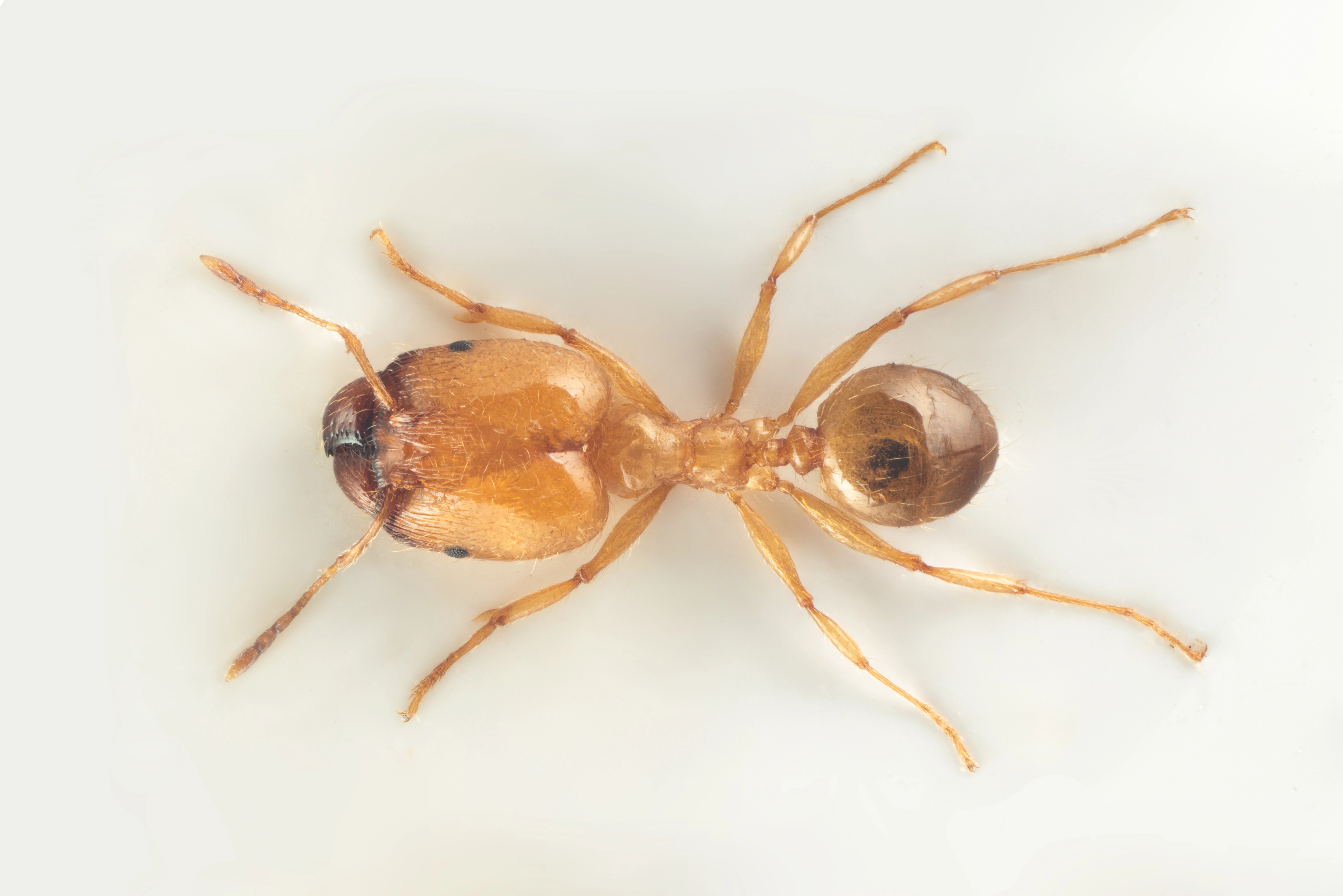 Broddmaur: Pheidole.