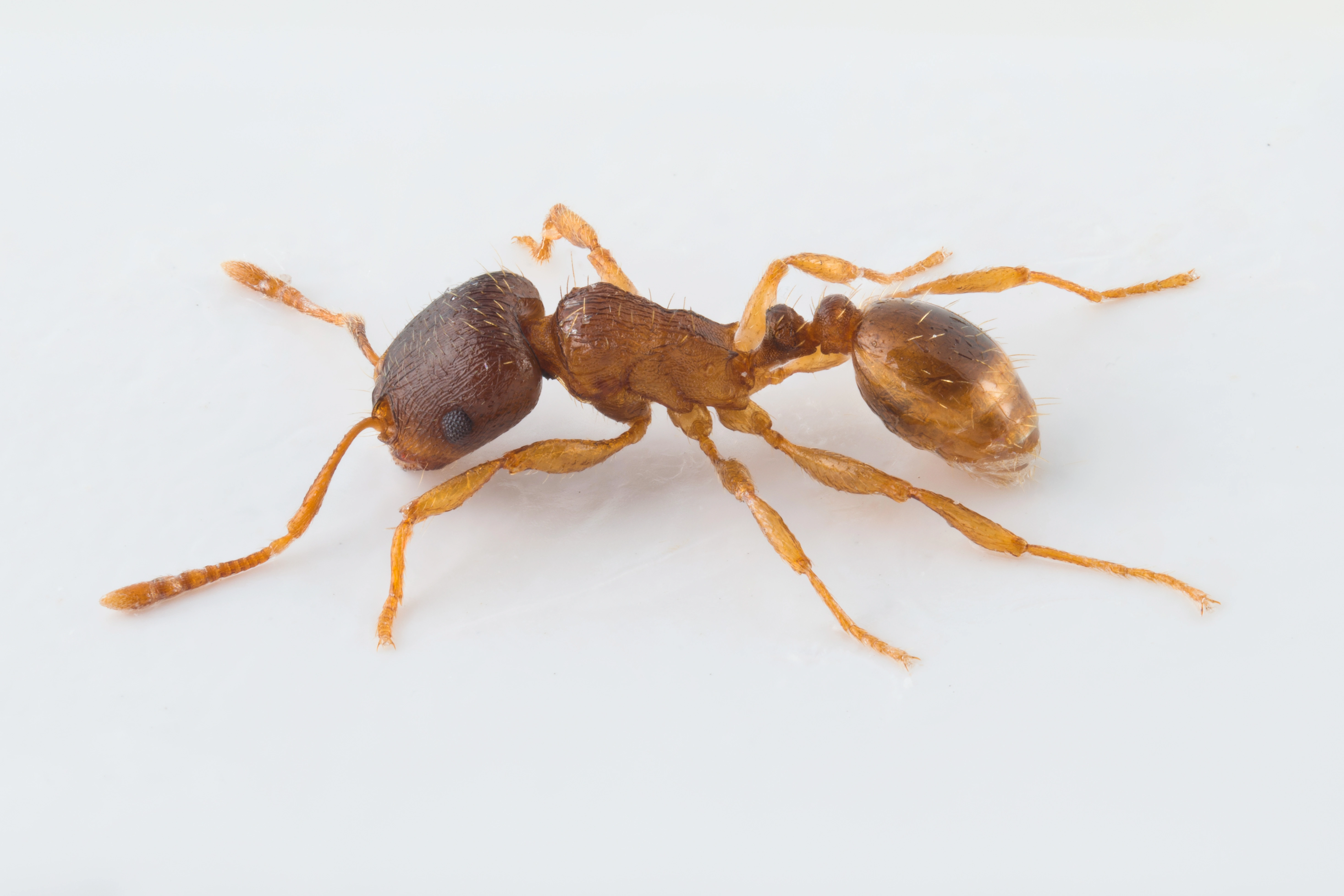 Sandmaur: Tetramorium semilaeve.