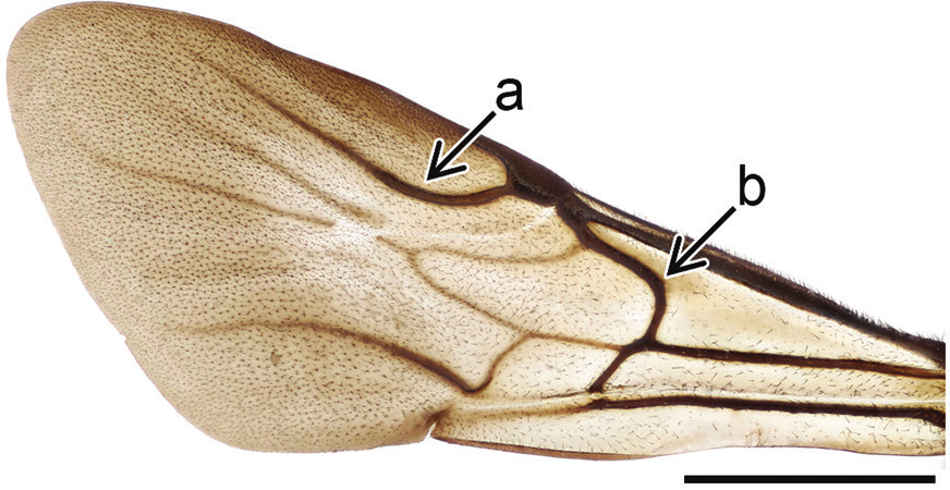 Stilkvepser: Holopyga generosa.