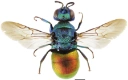 Stilkvepser: Holopyga generosa.