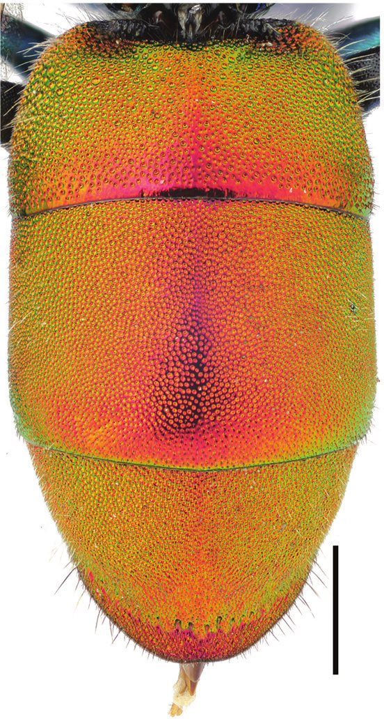 Biegullvepser: Chrysura trimaculata.