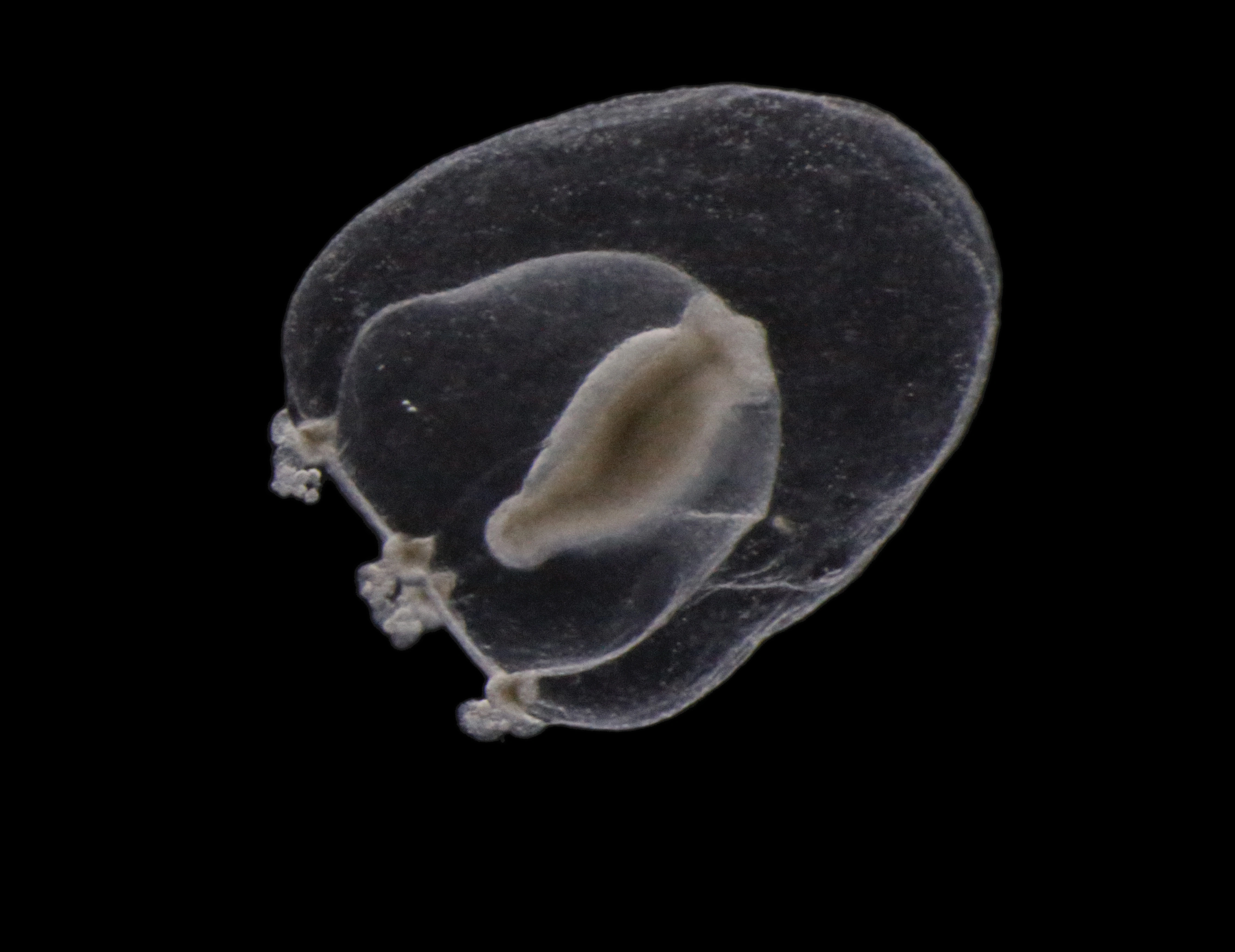 Hydrozoer: Margelopsis hartlaubii.