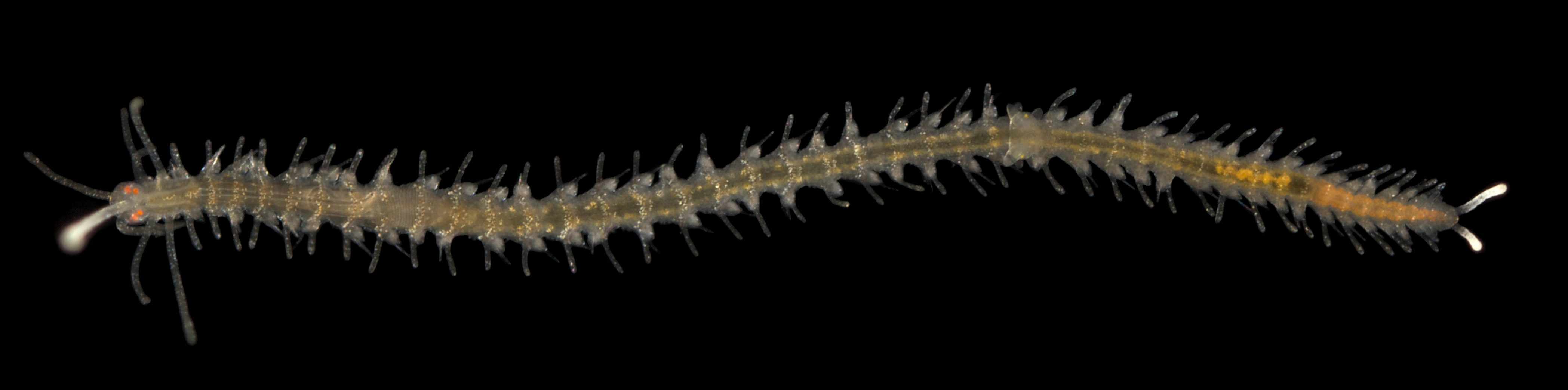 Flerbørstemarker: Myrianida quindecimdentata.