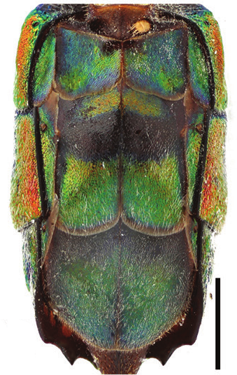 Stilkvepser: Chrysis zetterstedti.