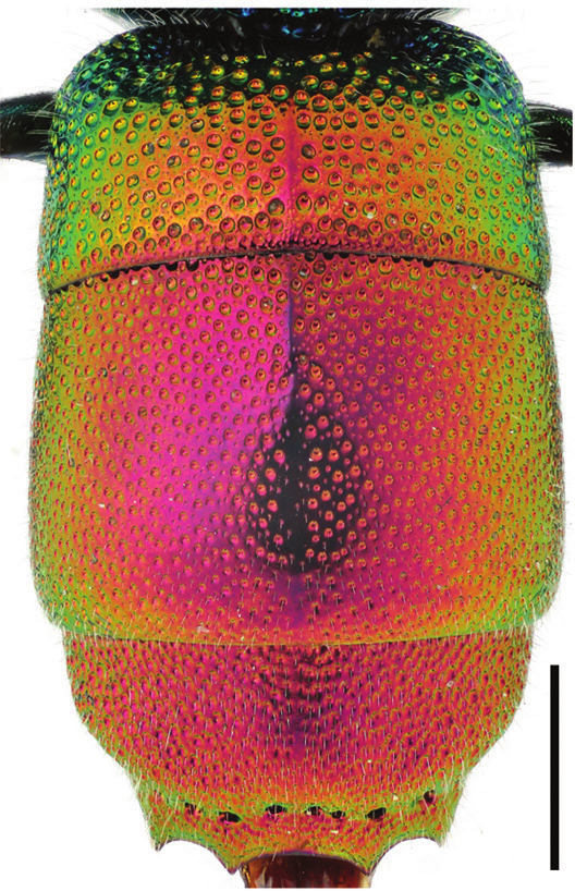 Stilkvepser: Chrysis clarinicollis.