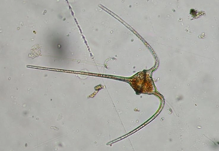 Fureflagellater: Ceratium.