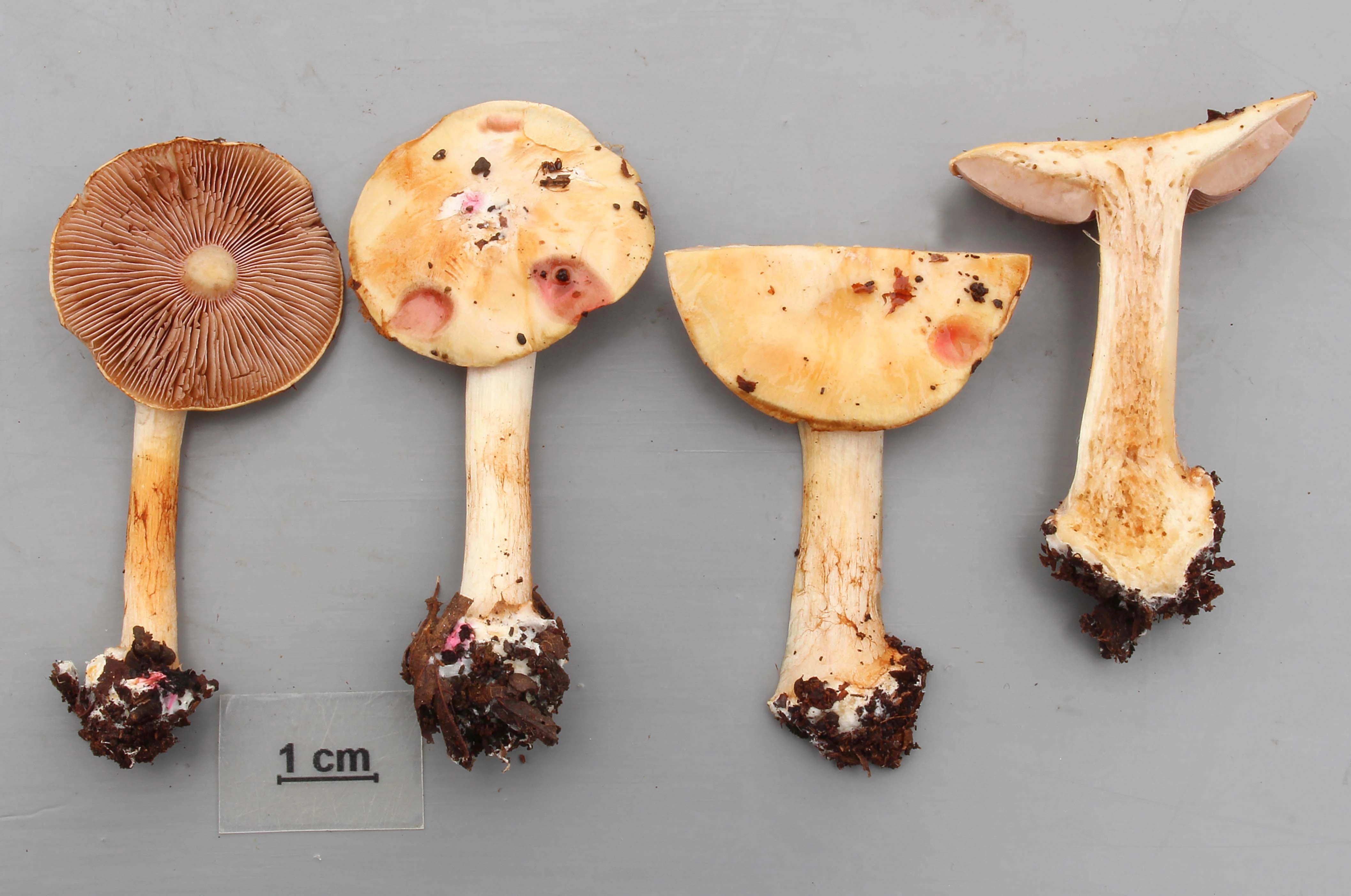 Skivesoppordenen: Cortinarius pseudogracilior.