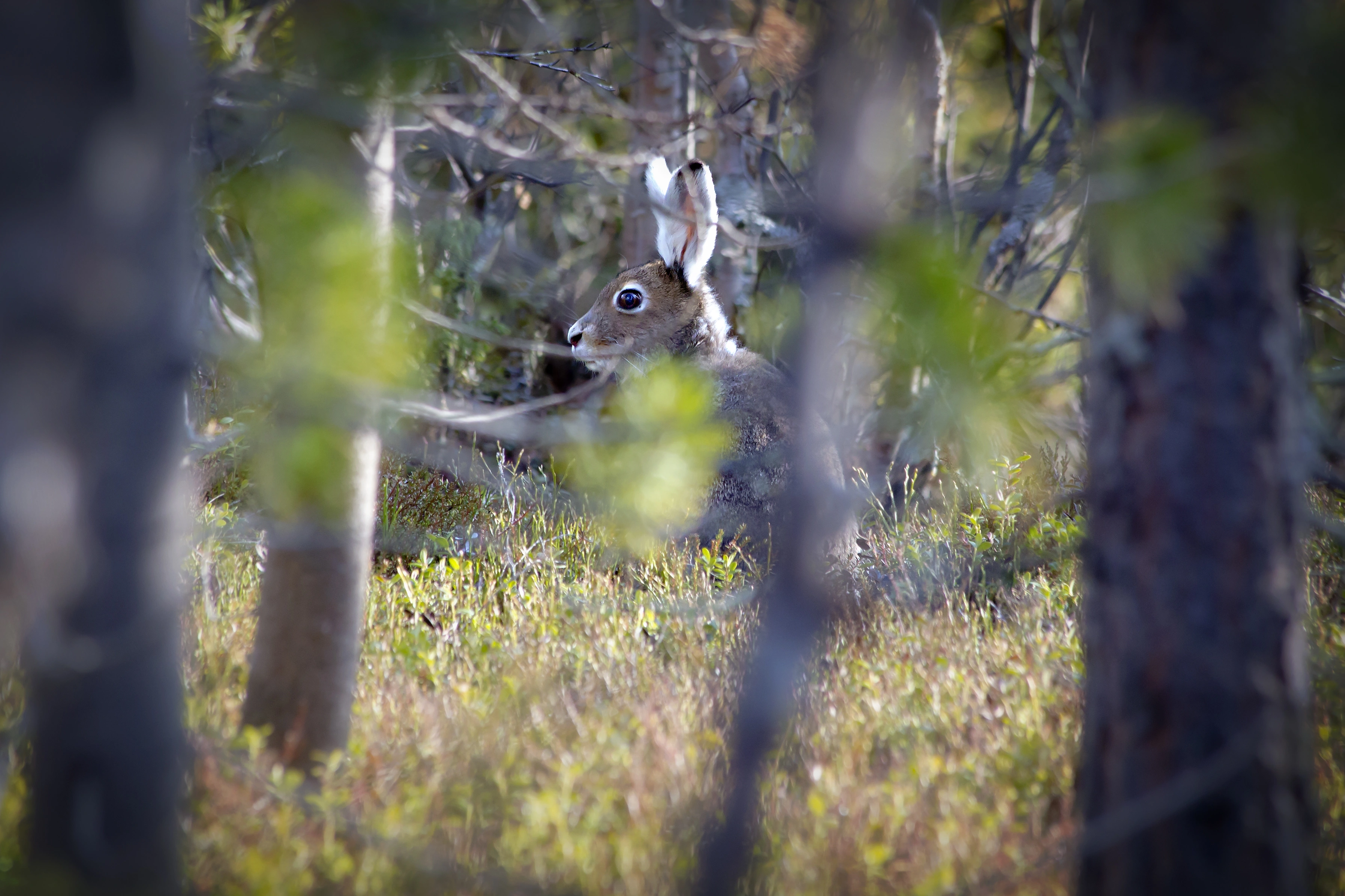 Hare.