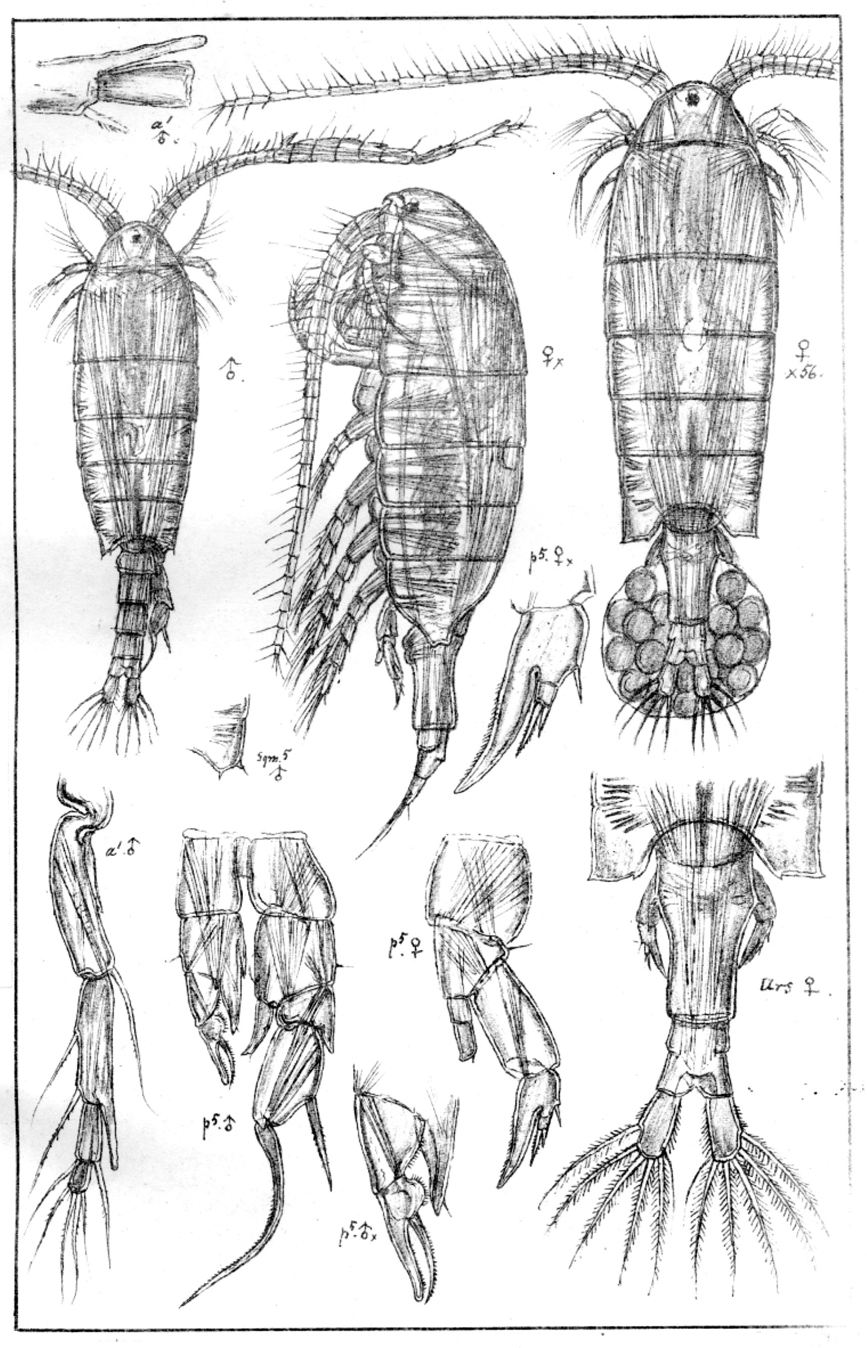 : Arctodiaptomus bacillifer.