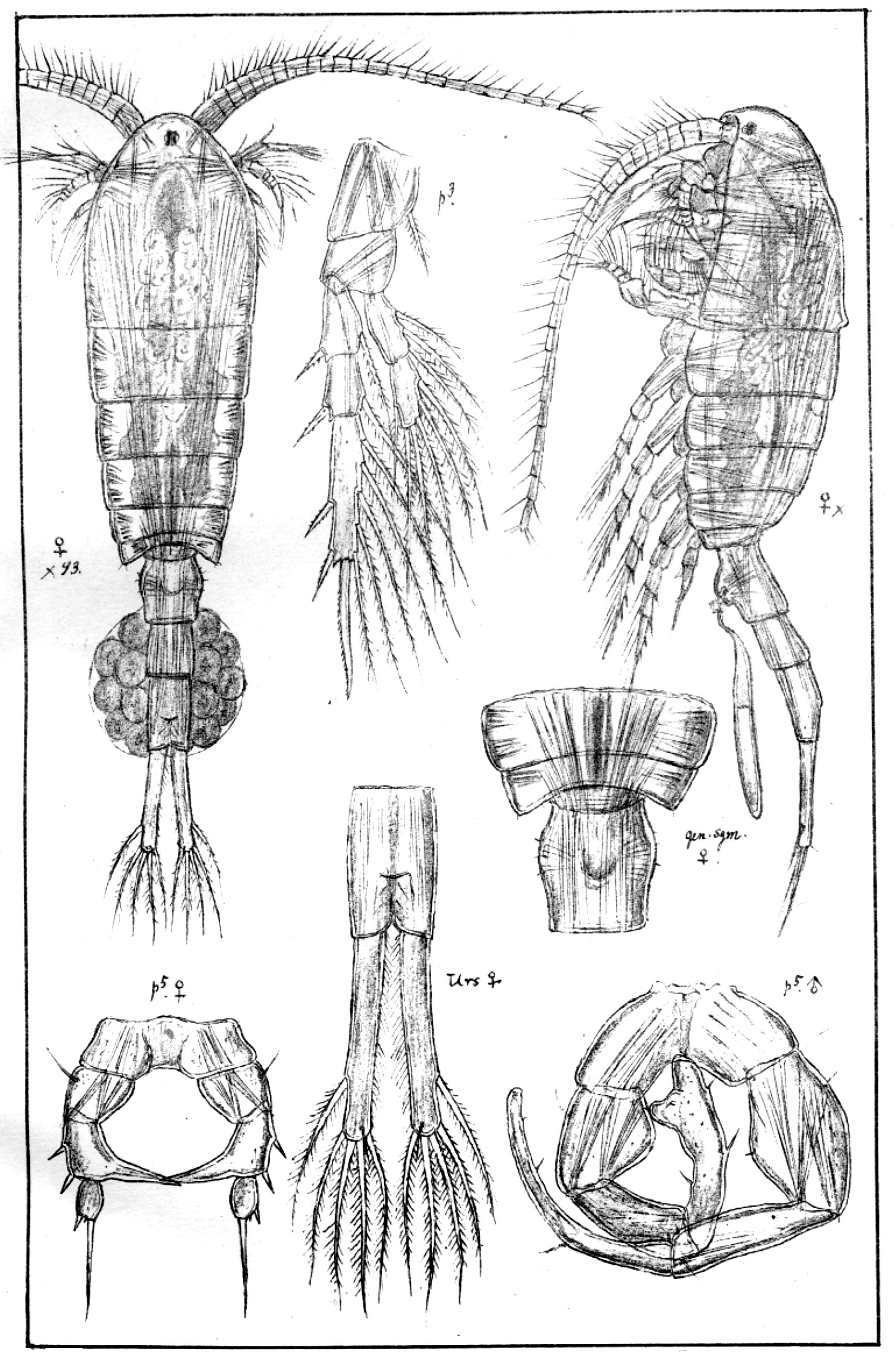 : Eurytemora lacustris.