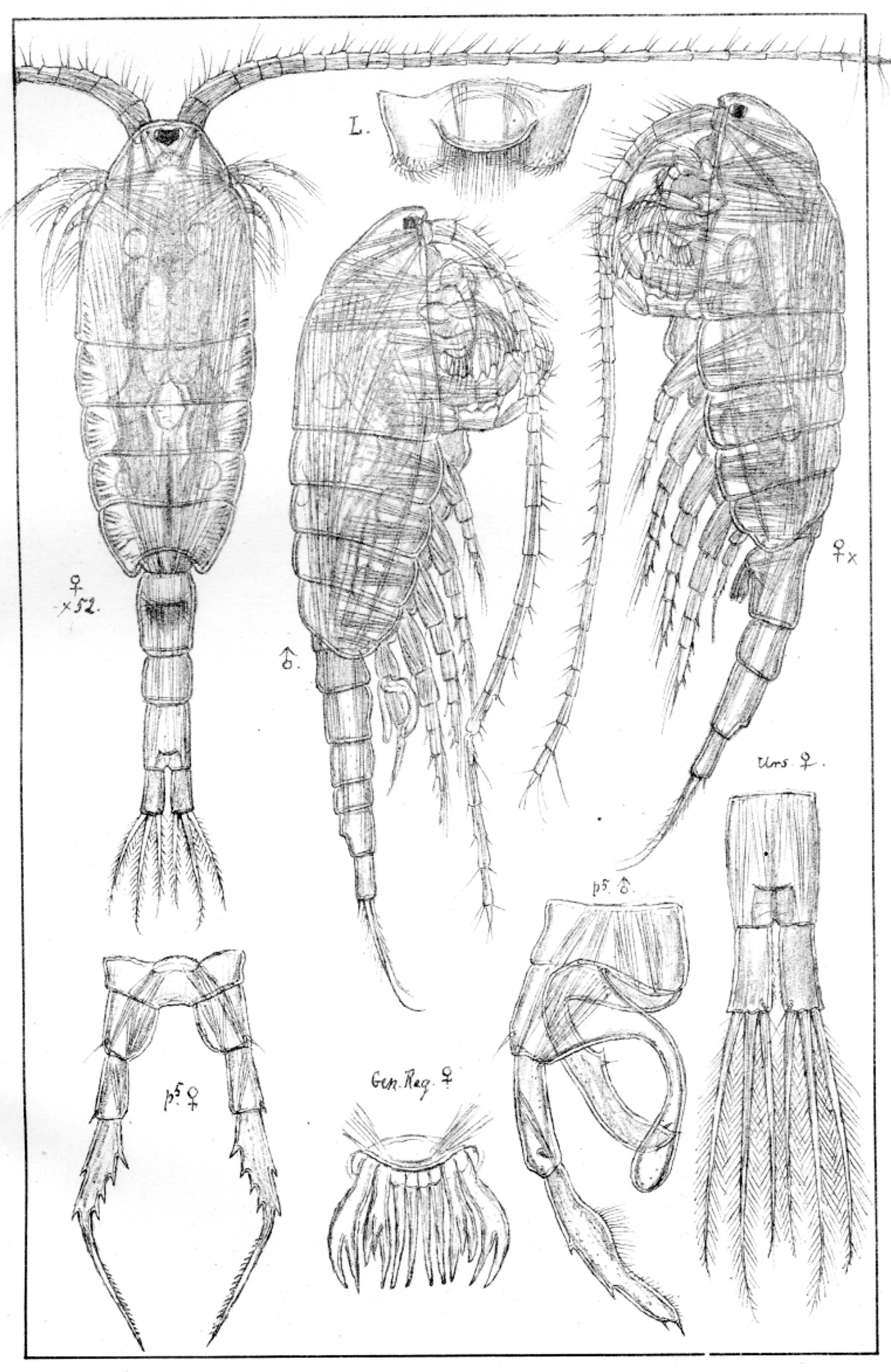 : Heterocope appendiculata.