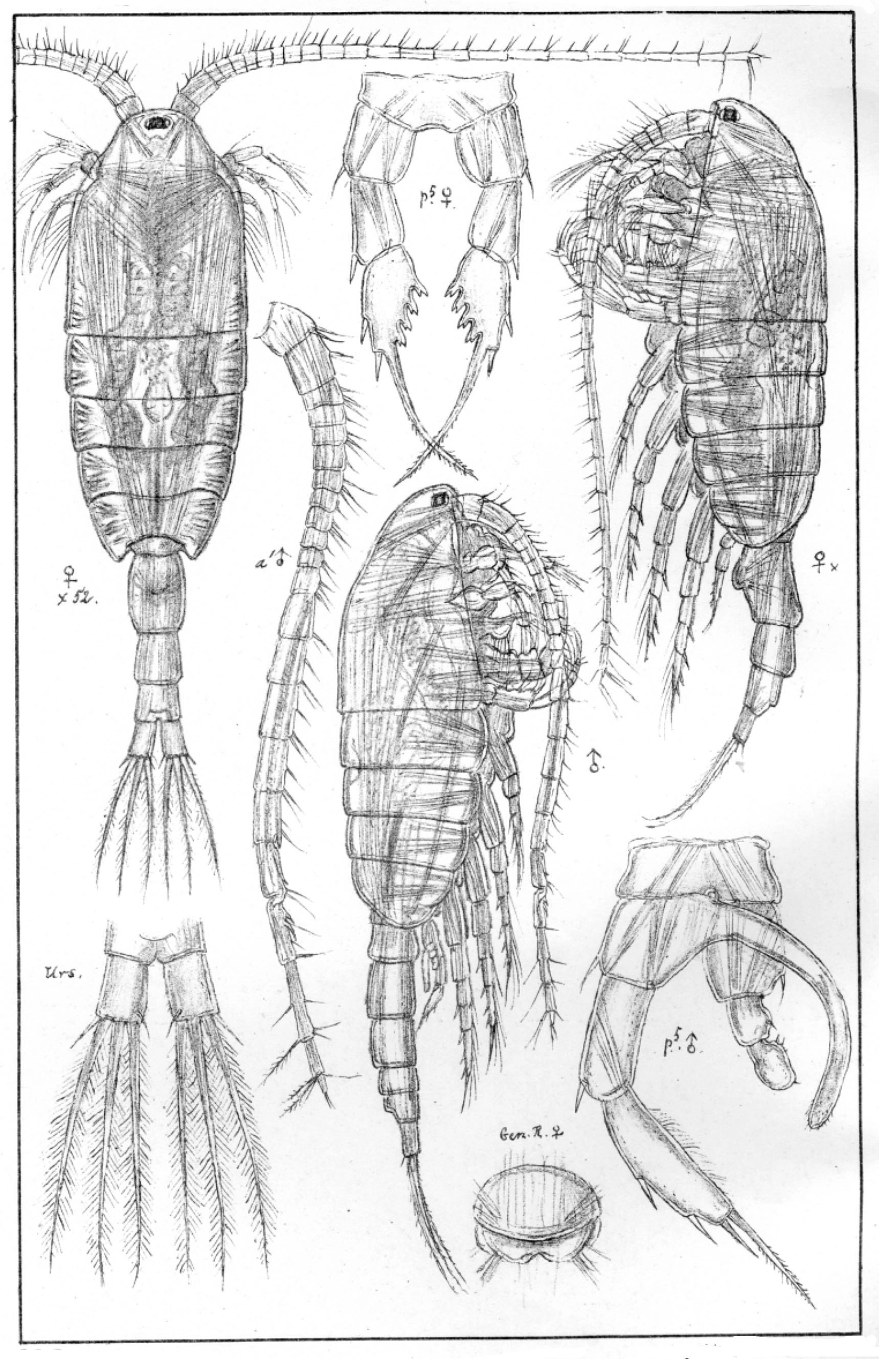 : Heterocope saliens.