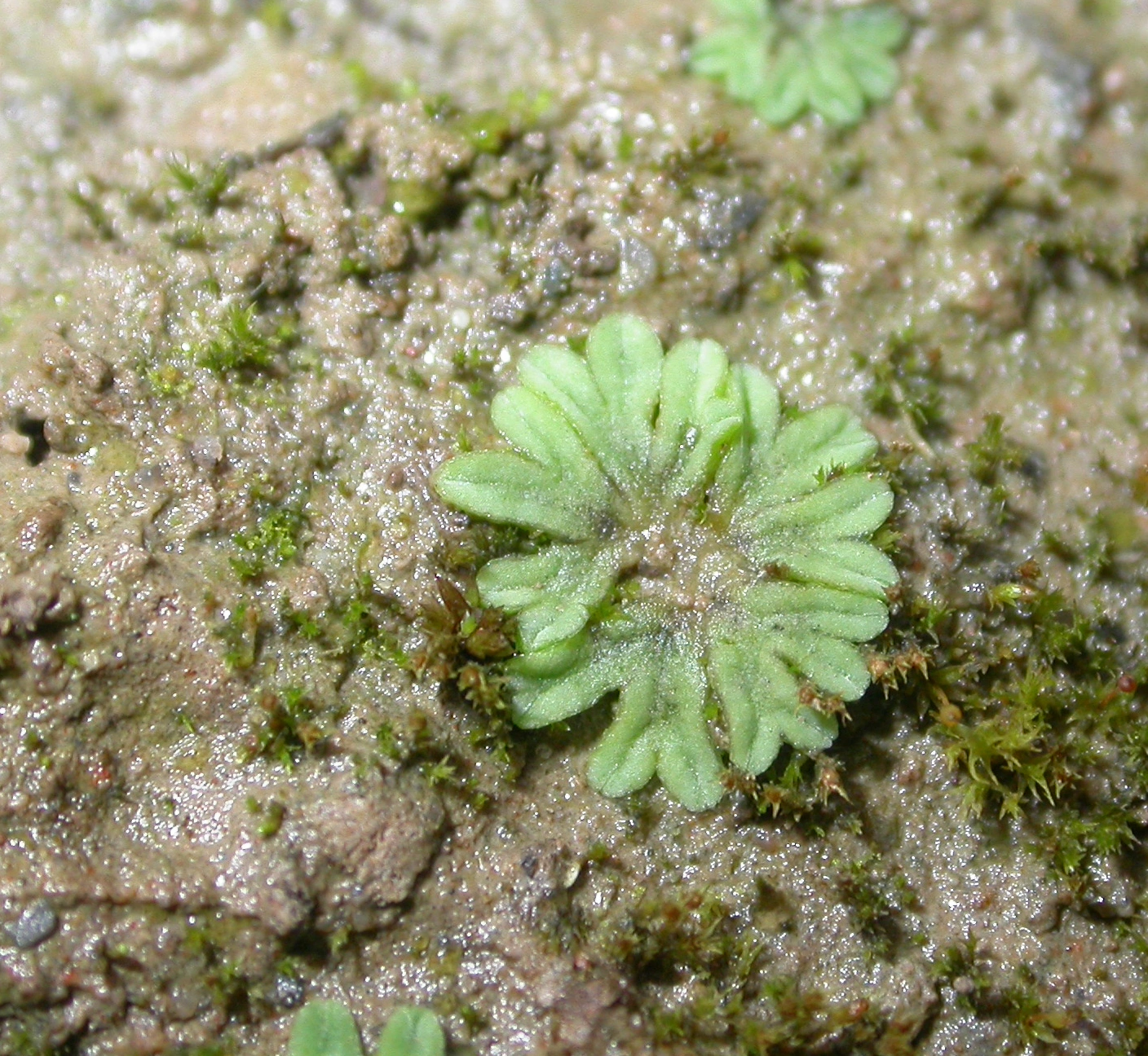 : Riccia sorocarpa.