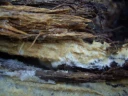 Soppriket: Rhizochaete violascens.