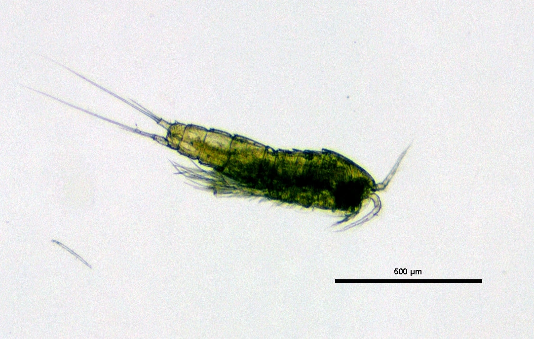 Hoppekreps: Canthocamptus microstaphylinus.